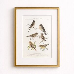 Antique Ornithological Bird Print Original